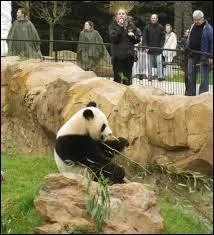 Quelle est l'espérance de vie pour les pandas en captivité ?