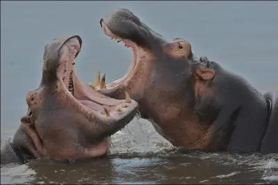 L'hippopotame a la plus grande bouche des animaux terrestres.