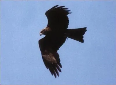 Je vous en cause du souci, hein Monsieur Milan ?