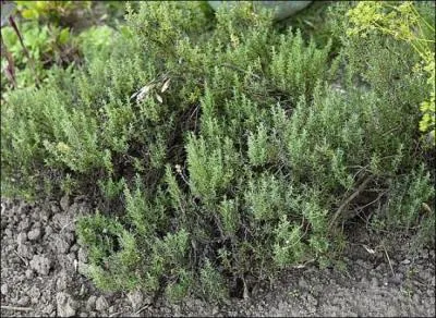 Le mot commence par : POT ....