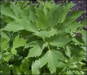 Appele aussi  ache des montagnes , je suis la base des cuisines roumaines, moldaves ou bulgares o on m'utilise dans les potages, les ragouts, les viandes... je suis :