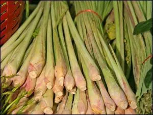 Appele verveine des Indes et trs utilise dans la cuisine asiatique, je suis trs apprcie pour mon got citronn, je suis :