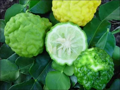 Petit agrume au got de citronnelle, je suis trs utilis dans les cuisines malgaches, runionaises ou mauriciennes notamment dans les recettes de rougails, je suis :