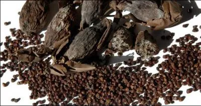 Appele  graine de paradis , trs utilise au Moyen ge en Europe, toujours considre comme aphrodisiaque en Afrique subtropicale, je suis :