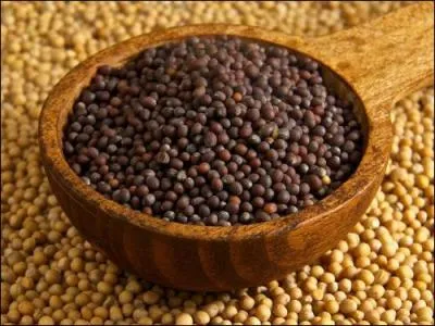 Graine brune ou blonde, que l'on peut roussir ou réduire en poudre, j'entre dans la composition d'un très célèbre condiment, je suis :