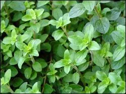 Egalement appel  marjolaine sauvage , je suis indispensable  toute bonne pizza qui se respecte, je suis :