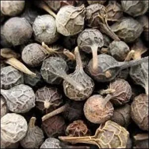 De la famille des poivres, plus fort et frais, j'entre dans la composition de nombreux currys, je suis :