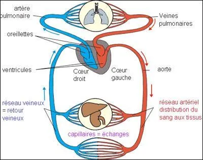 De quand date la première description exacte de la circulation du sang ?