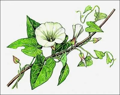 C'est une fleur appelée « belle de jour » ou « lys des champs ».