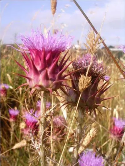 Quelle utilité avait la fleur de la chardonnette, un artichaut sauvage ?