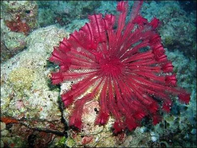 C'est une classe d'animaux aquatiques semblables à des fleurs.