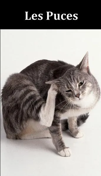 Quel est le bon truc pour se débarrasser des puces dans la maison ?