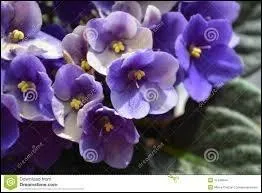 ''Respirer la violette à ---------''

De quelle ville d'Italie la violette est-elle logiquement l'emblème ?