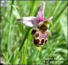''Et la vallée des Orchidées
Et les enfants qui se savonnent 
Le ventre avec des fleurs coupées''

Le mot ''orchidée'' vient du latin orchis qui signifie...