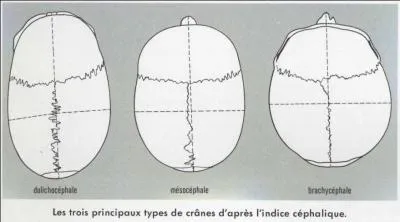 Troisième résultat dû aux métissages millénaires : cette fois, ce sont les Indo-européens qui "s'adaptent" ! Quelle caractéristique physique s'estompe ?