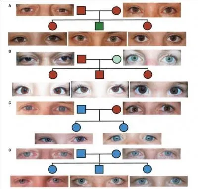 Dernier des traits physiques apporté par les gens de l'haplogroupe R1b : les yeux bleus. Mais cette particularité existait-elle déjà ?