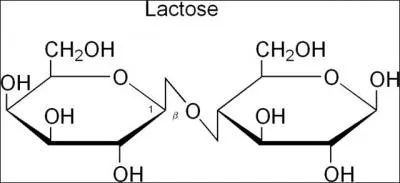 À l'échelle mondiale, ces Indo-européens (R1b) possèdent un caractère génétique unique, dû à leurs habitudes alimentaires : lequel ?