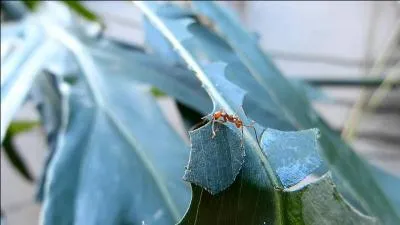 Vous pouvez virer toutes les bestioles d'avant, les plus belles c'est nous, nous sommes les fourmis coupeuses de feuilles, on nous appelle aussi champignonnistes, nous sommes capables de dépouiller un arbre de ses feuilles en quelques heures, c'est ce que nous mangeons d'ailleurs !
