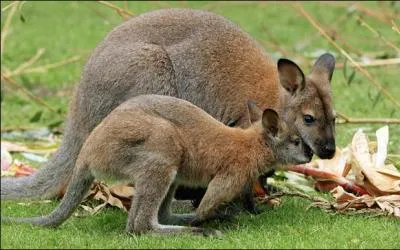 Et alors, qu'est-ce que vous avez de plus que nous ? Nous sommes des wallabies de Benett et nous vivons à l'état sauvage dans la forêt de Rambouillet en France, alors moquette, tu peux virer tous les animaux précédents de ce quiz, les seuls bestioles intéressantes de ce quiz, c'est nous, regardez comme nous sommes mignons !