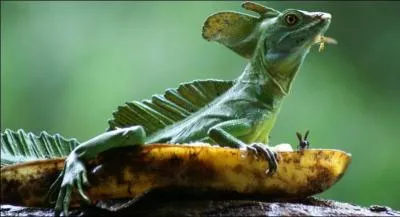 Quelle bande de frimeurs, moi je suis un lézard et je fais encore mieux, je suis capable de marcher sur l'eau, alors arrêtez avec vos histoires de vol !