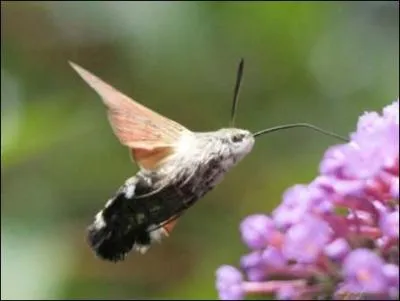 Qu'est-ce que c'est que ces prétentieux, vous vous croyez plus malins que les autres, moi, le colibri, je peux voler à reculons, et même voler la tête en bas, alors allez vous rhabiller !