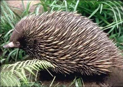 Ah ah, tout ça m'amuse, c'est de la petite bière à côté de moi, car moi, le hérisson, je suis capable de tuer une vipère, ça vous en bouche un coin hein ?