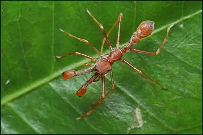 Vous êtes tous là à vous pavaner, mais à côté de nous, les fourmis, vous n'êtes rien, nous sommes des milliards sur terre, même si vous ne voyez qu'une copine sur la photo !