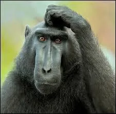 Quels animaux sont les personnages de "La Guerre des Clans" ?