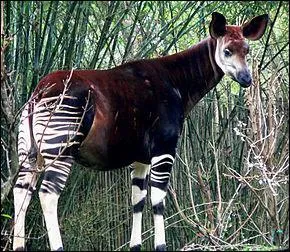 L'okapi est un animal venant...
