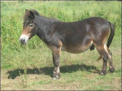 De quel croisement le bardot est-il issu ?