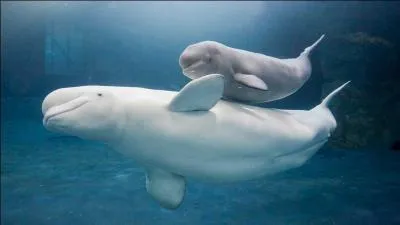 Quel est le nom scientifique du beluga, espèce de cétacé ?