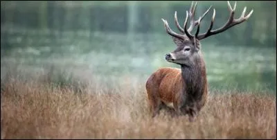 À quelle famille le cerf appartient-il ?