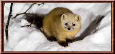 La zibeline fait partie de la famille des..