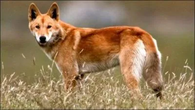 Le dingo est un chien sauvage venant...