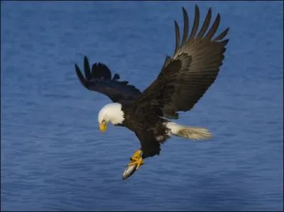 Quel rapace est l'emblème national de l'Amérique ?