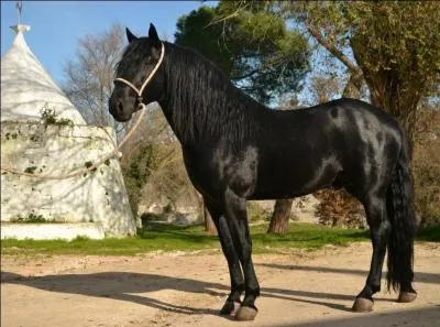 Le Murgese, une race de cheval, est originaire...