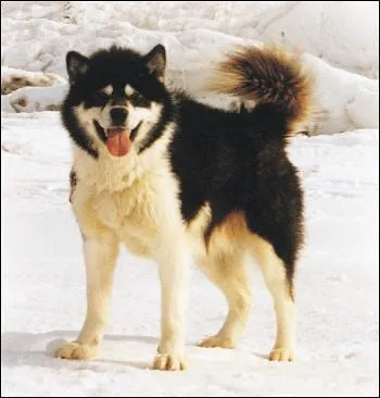Comment le chien inuit du Canada est-il aussi appelé ?