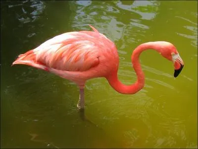 Avec une longue et &eacute;l&eacute;gante silhouette, le &laquo; flamant rose &raquo; se prom&egrave;ne dans la nature humide o&ugrave; l'eau sal&eacute;e pr&eacute;domine. Combien d'�ufs pond la femelle au moment de la reproduction ?