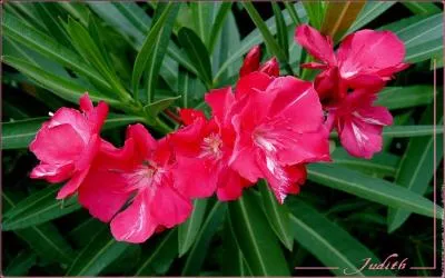 Le laurier rose est originaire de la rive sud de la M&eacute;diterran&eacute;e. Comment est-il parfois appel&eacute; ?