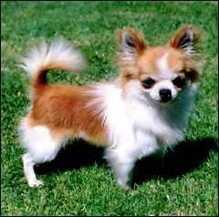 Même si je suis très petit, je suis très courageux, je ne crains pas les adversaires plus gros que moi et j'aime courir avec les copains, qui suis-je ?