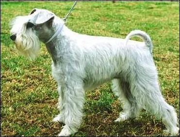 Je suis géant, moyen ou nain, moustachu, vif et sportif. Qui suis-je ?