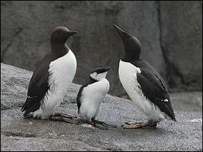 Je suis un oiseau de mer de l'hémisphère Nord. J 'ai un bec très noir et pointu. Qui suis-je ?