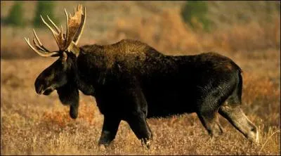 Je suis l'animal le plus grand de l' Amérique du Nord, je pèse jusqu'à 600 kg si je suis un mâle. Je suis un cervidé et je suis ... .
