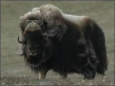 Je suis recouvert d'une épaisse toison laineuse et je ne crains pas le froid. Je suis le ... .