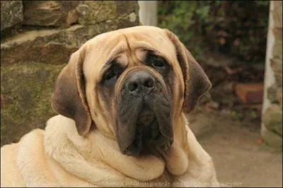 Il paraît que je descends des molosses romains qui combattaient les grands fauves. Je suis plein de dignité et de courage, et très doux. Je suis le ... .