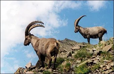 J'appartiens à la famille des bovidés, j'habite l'arc alpin. Je suis le... .
