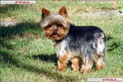 Je suis originaire du conté anglais du même nom, je suis un terrier que les éleveurs ont "fabriqué" en 3 tailles. Mais c'est moi le vrai, le plus beau , le plus gros, ma maîtresse m'adorait . Je suis le ...