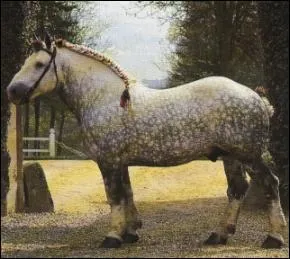 Importé d'Europe au XIX e siècle, je suis un cheval de trait et j'ai été le fer de lance de la céréali-culture américaine. Je suis le résultat d'une longue sélection. On m'apprécie pour l'attelage. Je suis le ... .