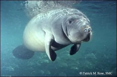 On m'appelle aussi "vache de mer", je suis un gros mammifère herbivore qui vit en eaux littorales et peu profondes. Je suis ... .