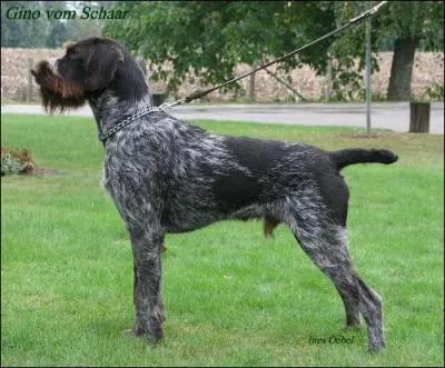 Je suis un chien d'arrêt d'origine allemande, à poils durs et courts. Je suis le ... .